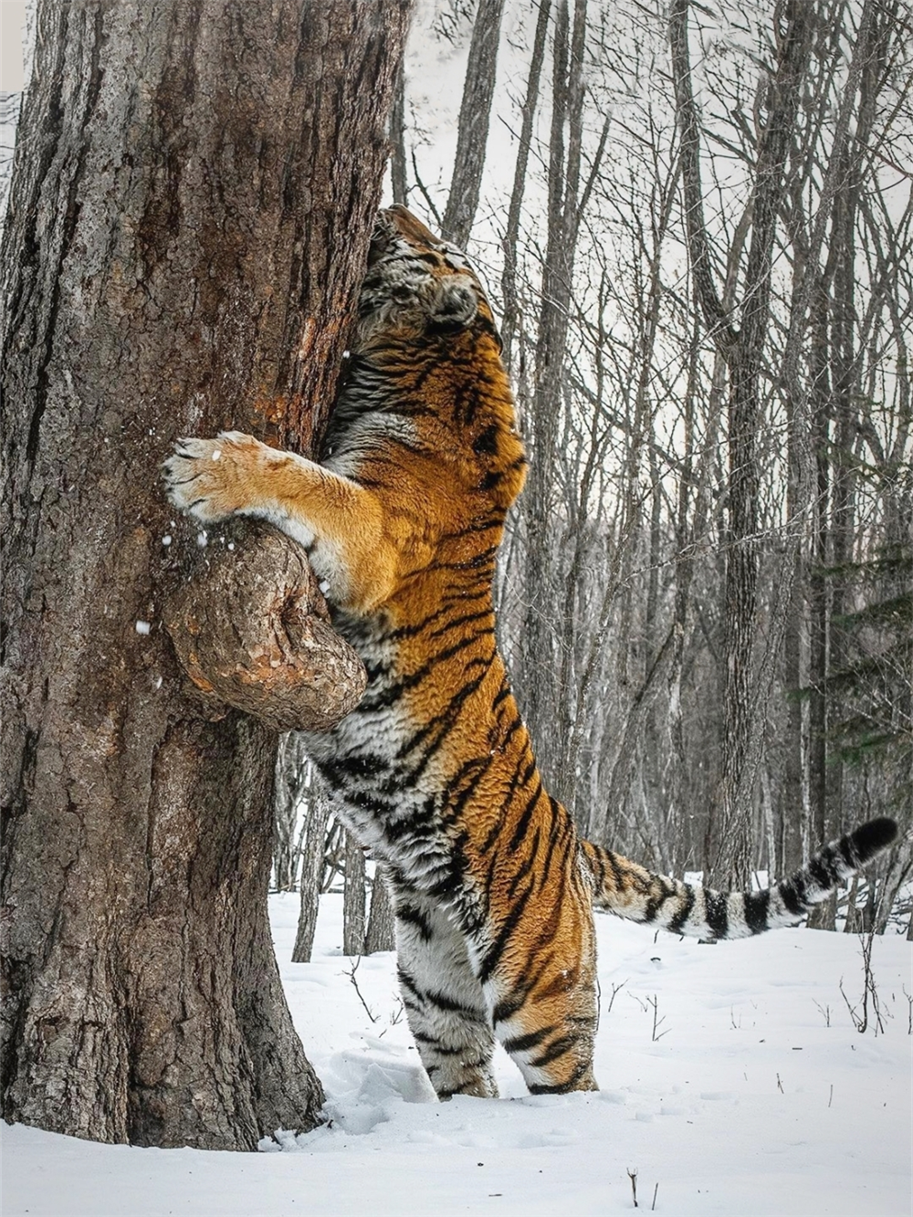 东北虎图片视频(东北虎掉入陷阱受伤,竟被狼群驱赶,跑到村庄捕食狗