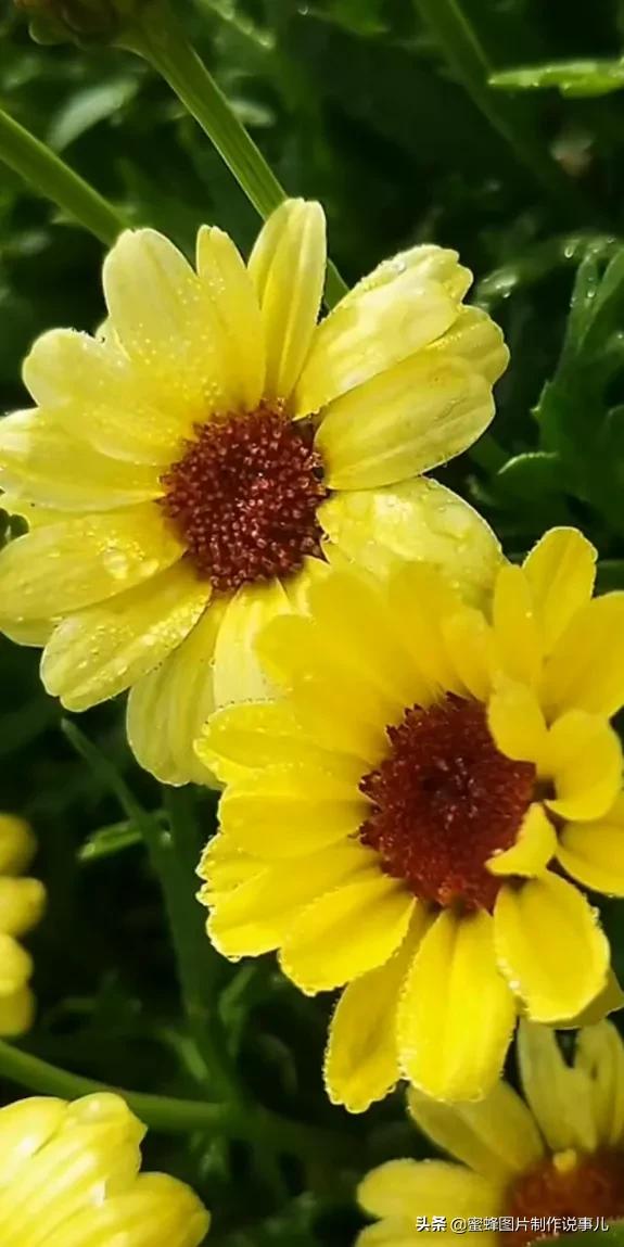 各种花卉植物，养在家里什么地方合适
