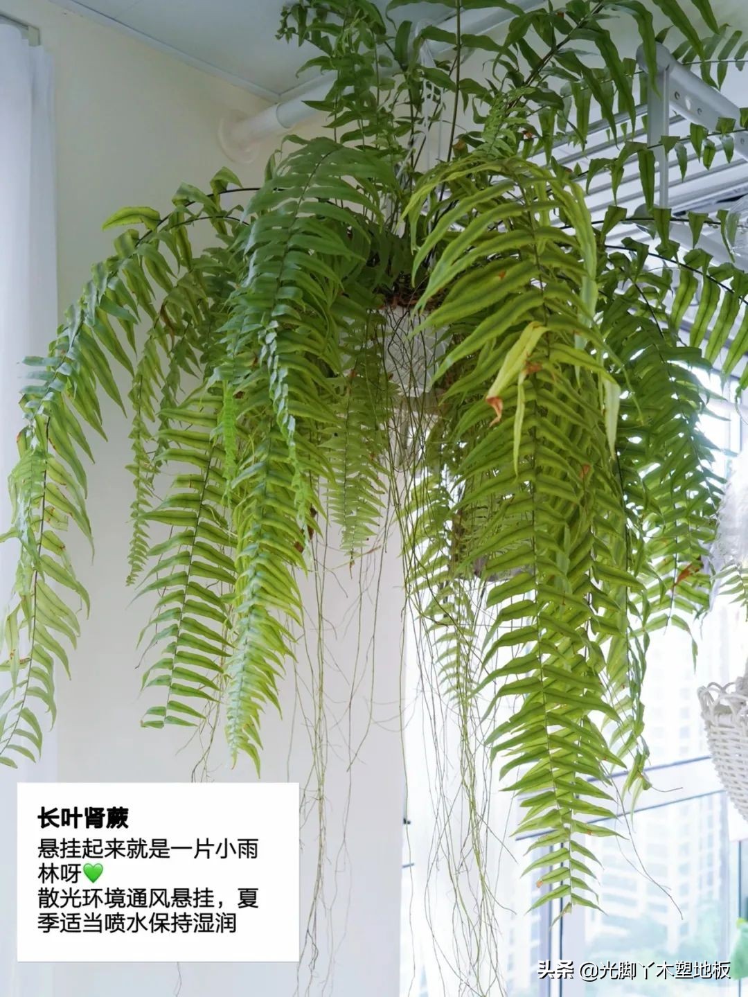 花5000块，把14㎡阳台变成一个小花园，小小的改变感受大大的幸福