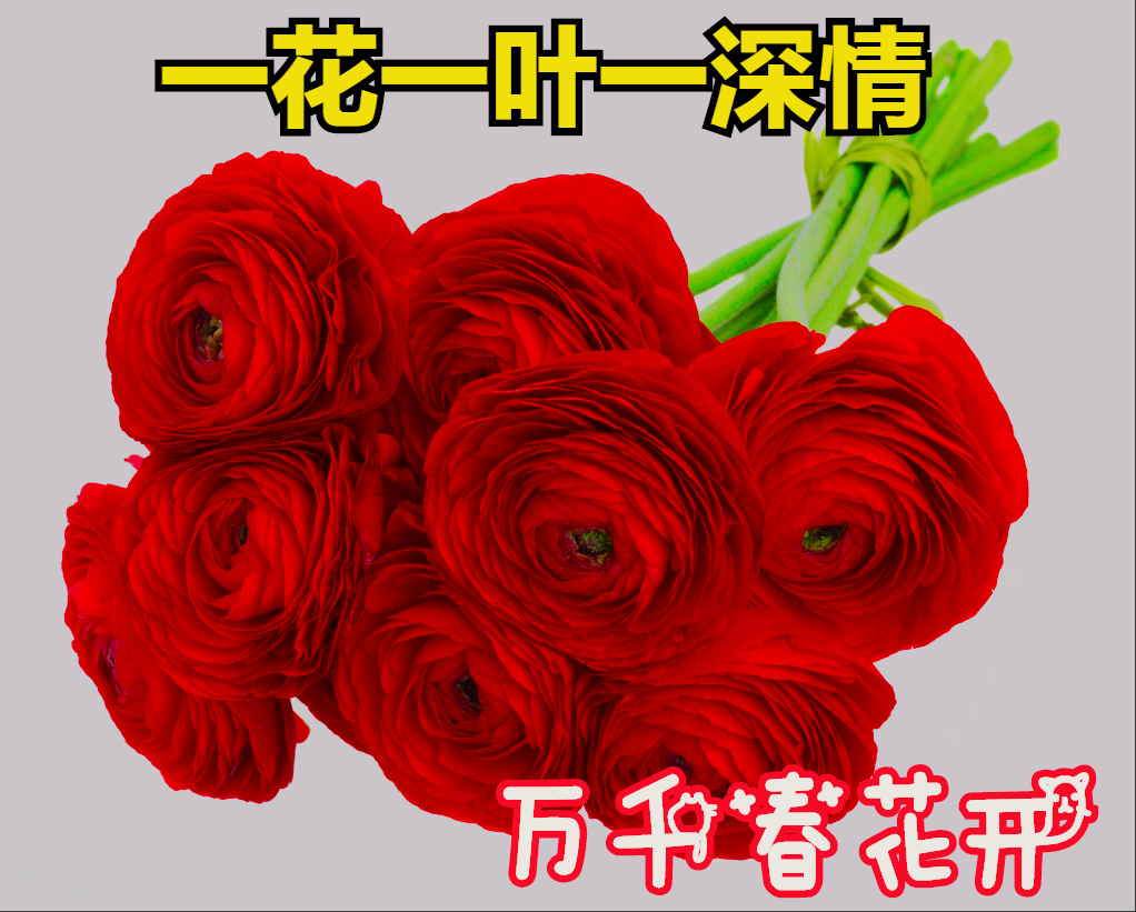 一花一叶皆含情，自然低语最深情