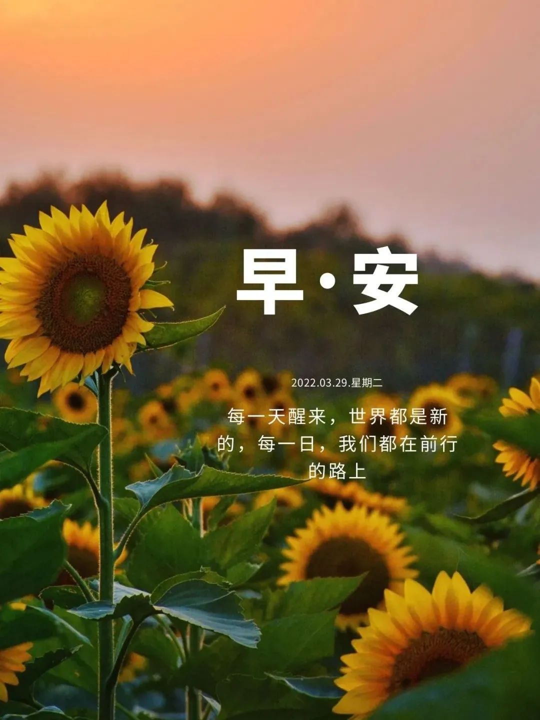 03.29」早安心语,正能量语录精选短句子早安唯美漂亮图片