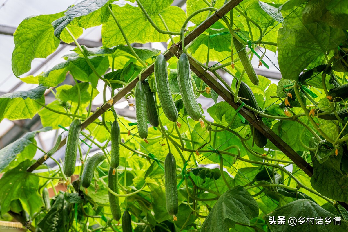 植物生长调节剂有哪些（农业种植用这三样调节剂）