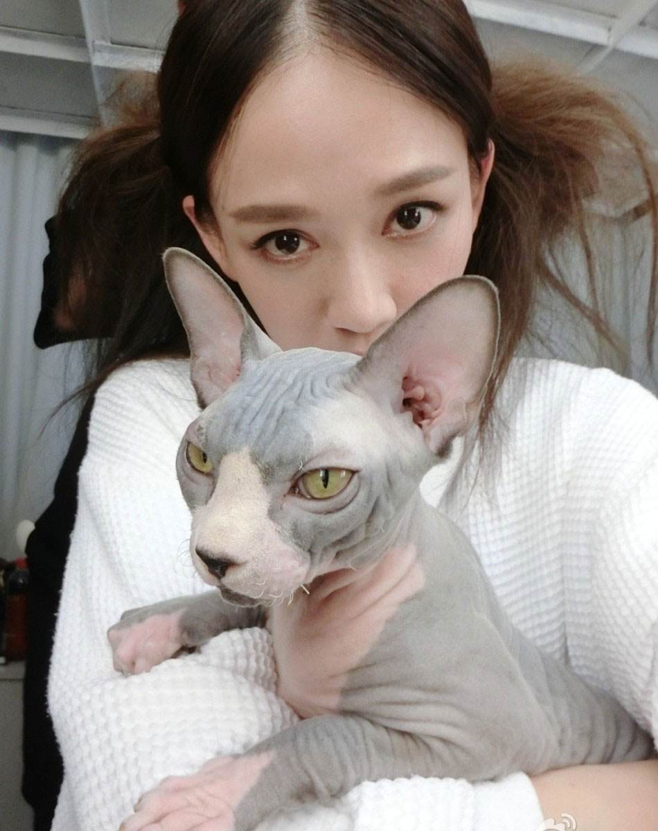 智商高又不掉毛的猫（无毛猫），为什么有人说这辈子都不想再养猫了