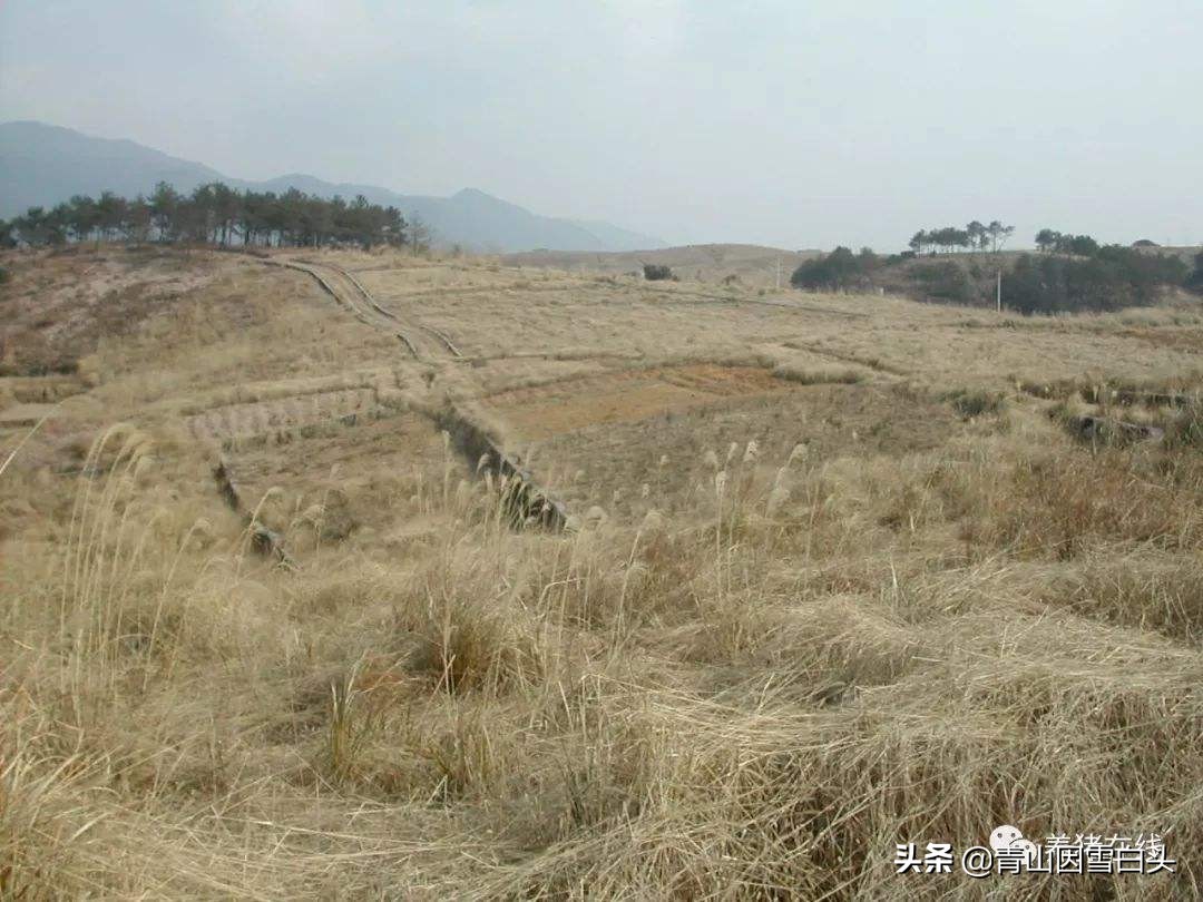 农村退林还耕，带来新的商机，荒地荒山，成了致富最大资本