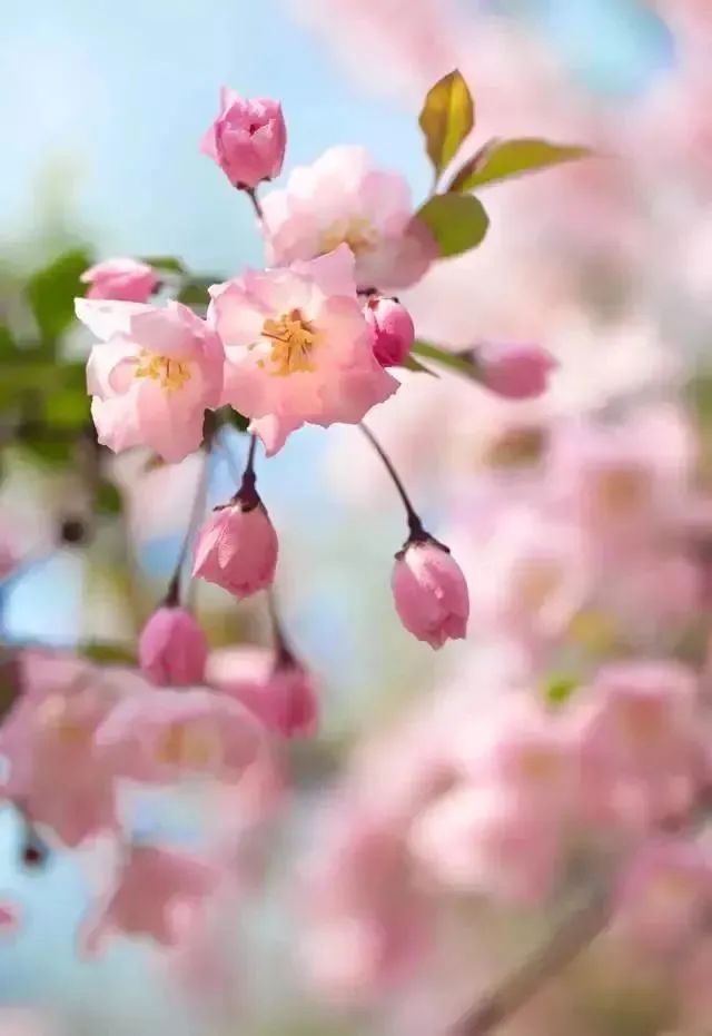 又到了樱梅桃李梨杏海棠……盛开的季节！脸盲吗？看这个