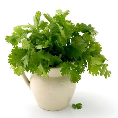 8亿网友围观,原来香菜还有这么多食疗功效