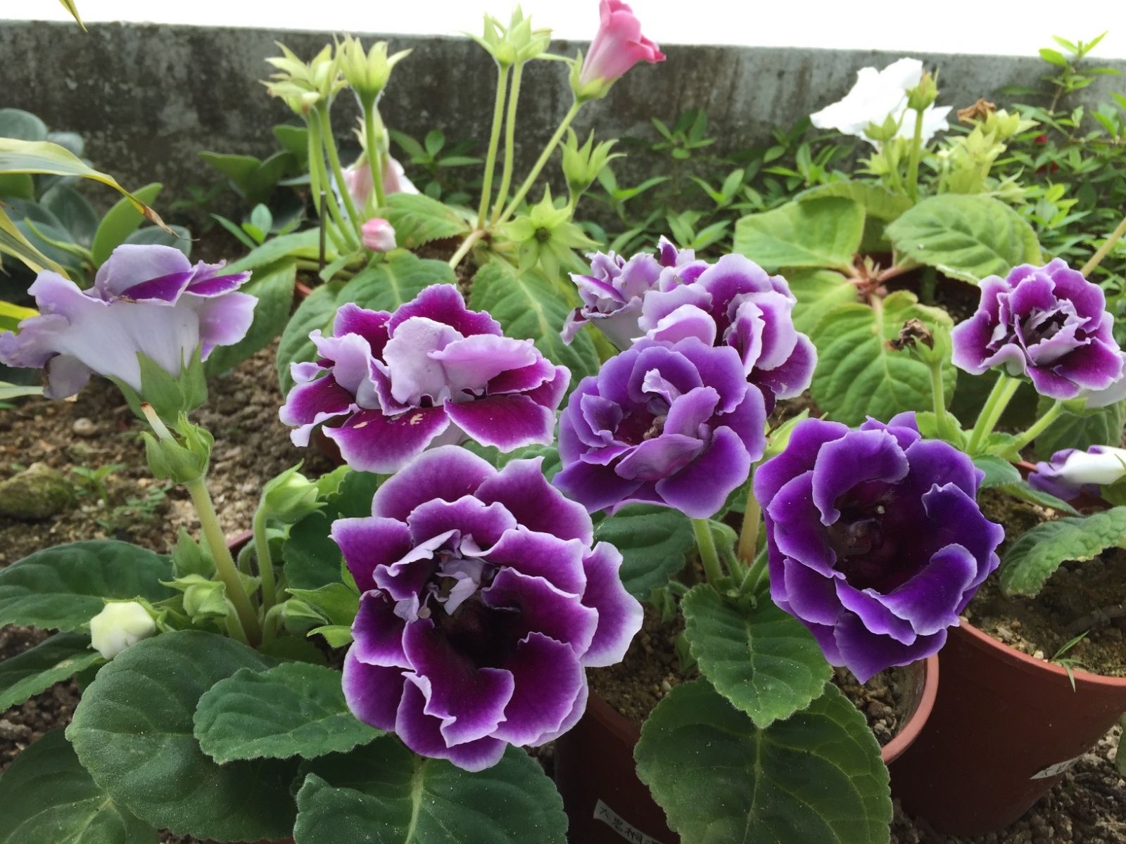 家里光照不足，建议养这10种“耐阴花”，有点散光就能长得很美