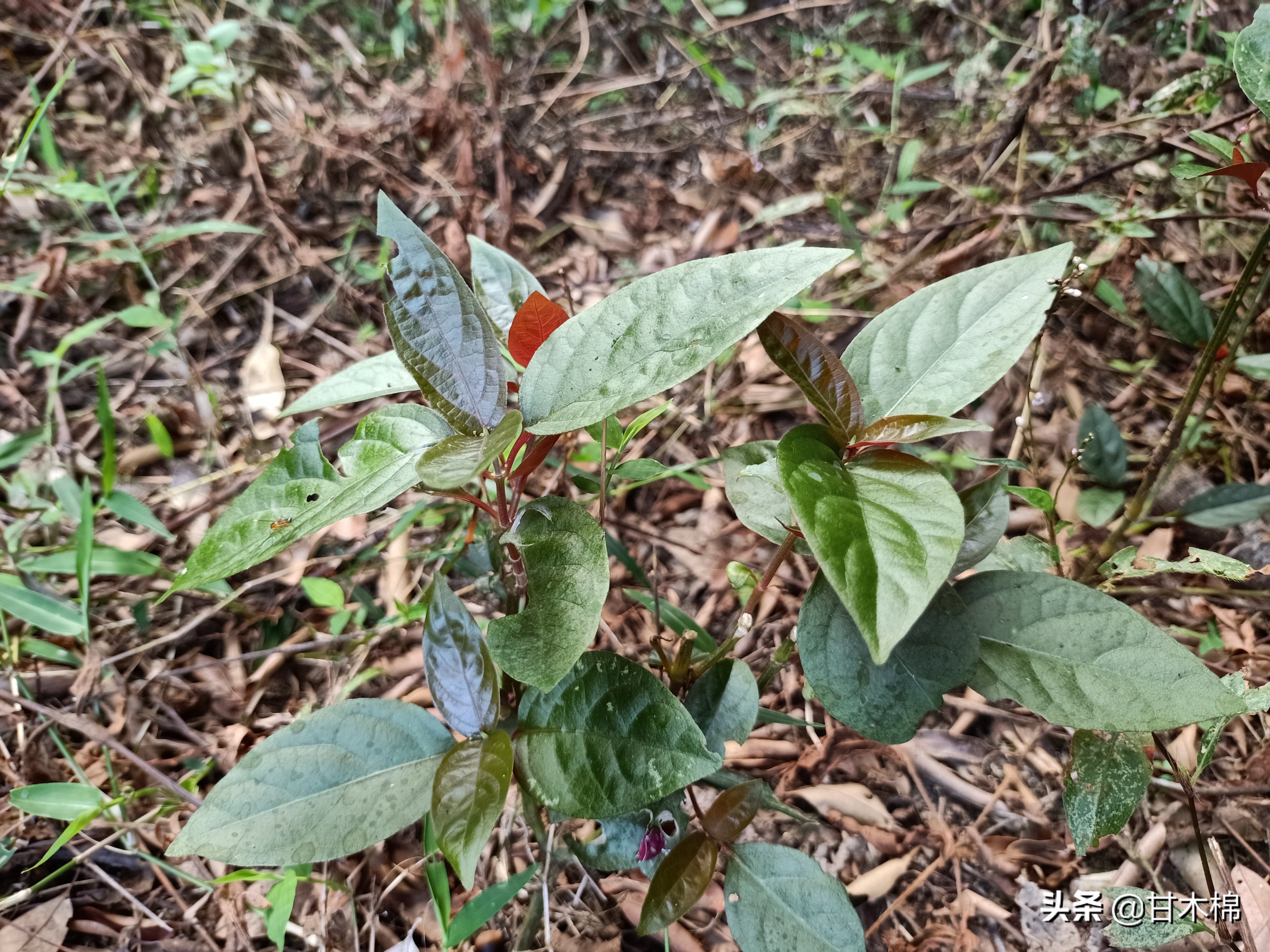 红牛膝别名铁牛膝,杜牛膝,怀牛膝,怀膝,土牛膝,牛磕膝,粘草子根,牛盖