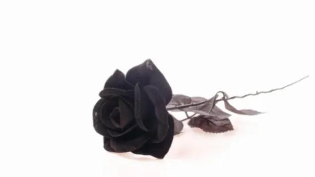 õ�廨11���de���壨õ�廨11�������yi��-��Ʒ�����