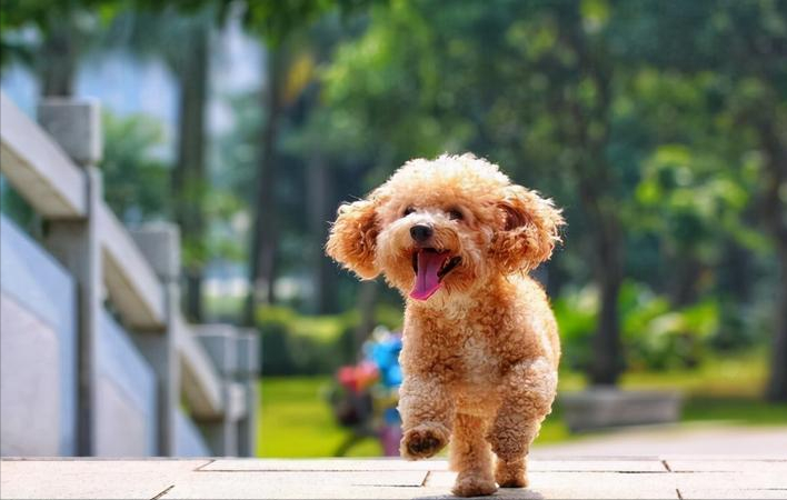 泰迪狗图片大全(告诉你一个秘密) - 赤虎壹号