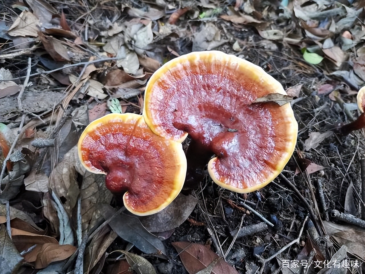 俗话说：坟边长竹须迁坟，坟前两物成富人，两物指的是什么