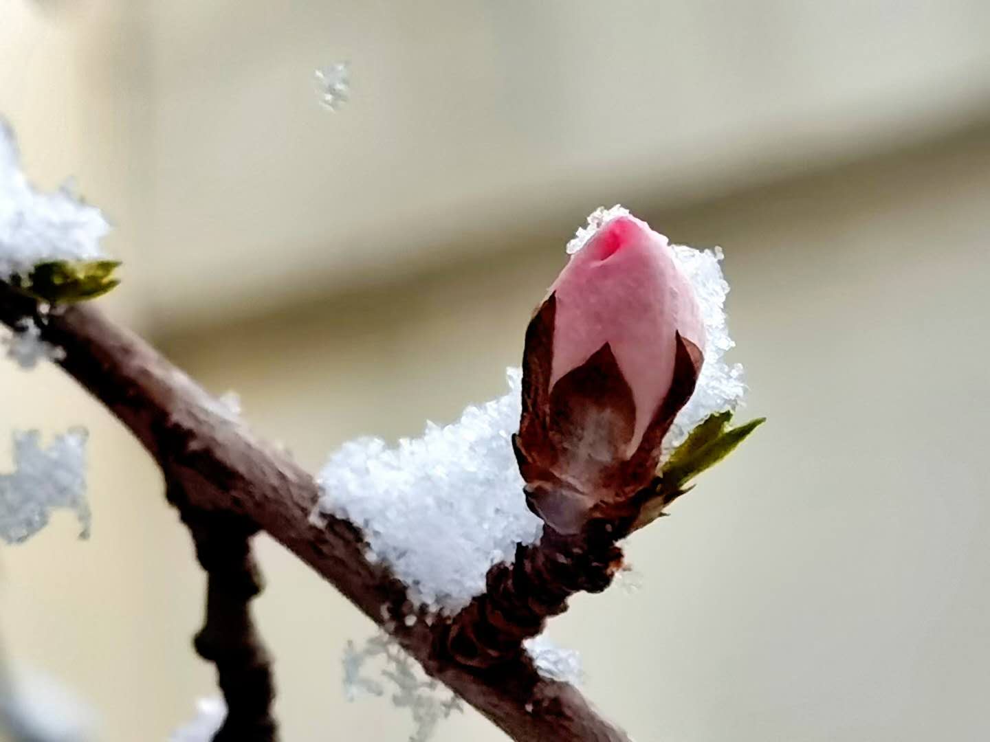 雪与花共舞 | 红墙，白雪，鲜花，美不胜收！