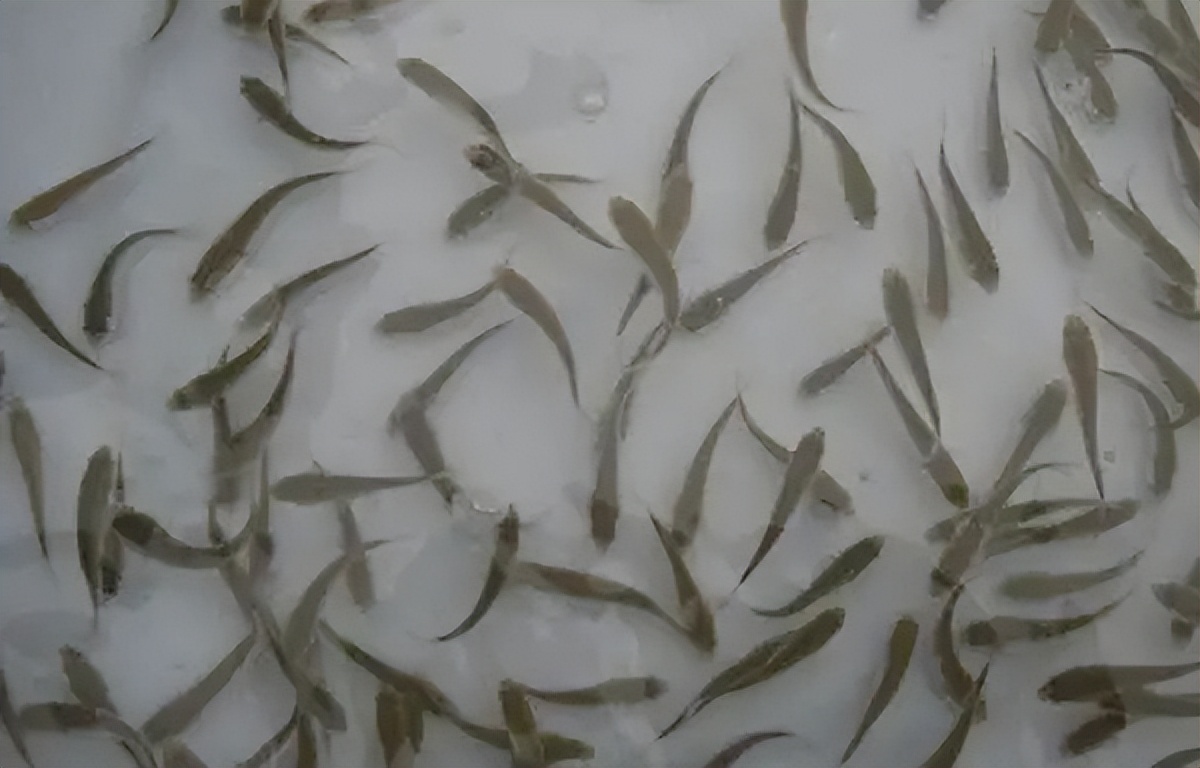 死亡率高達80%的魚孢子蟲病，對鯽魚的危害有多大？
