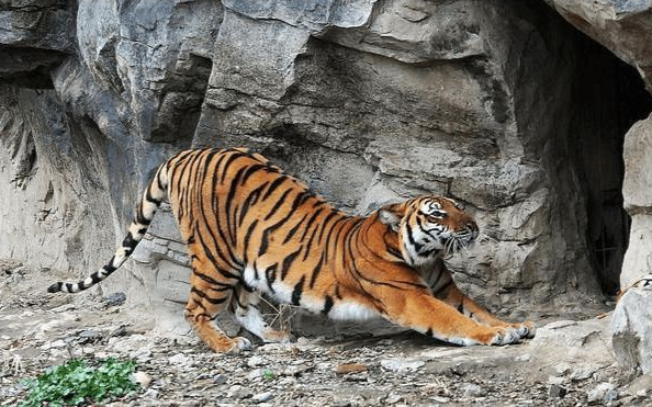 江西出现野生华南虎,此前被证实已经灭绝,野生华南虎还活着吗?