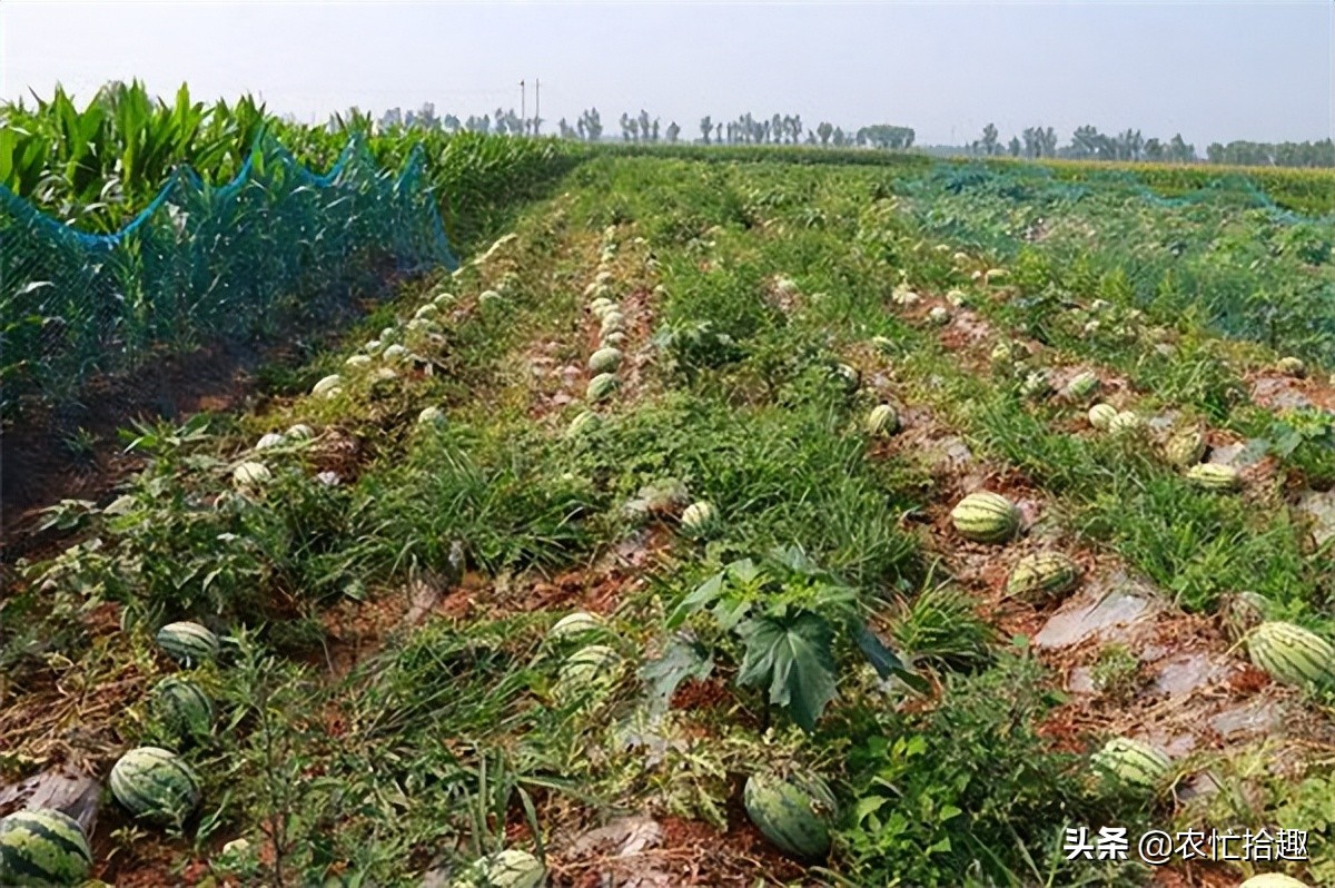 云南甜王西瓜今日价格,云南甜王西瓜产地-皮皮自媒体