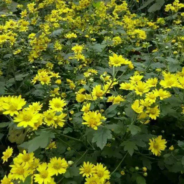 春天的野花有哪些（农村可以吃的3种野花）