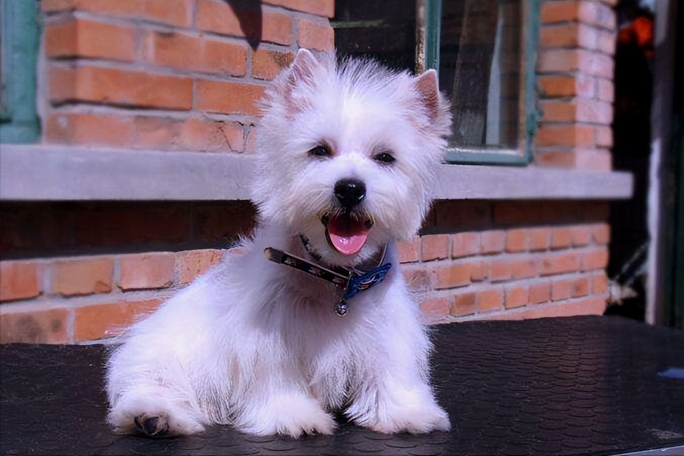 长不大的小型宠物犬种类及价格