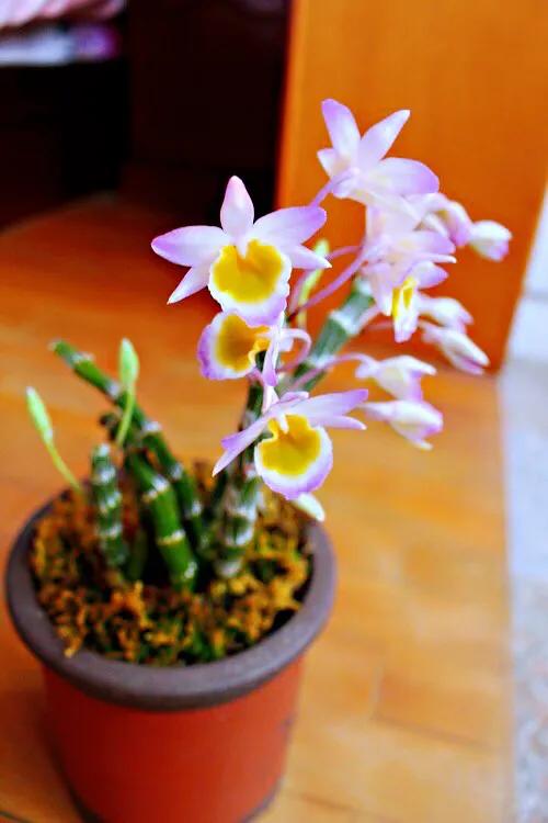 玫瑰石斛～茎悬垂，花姿优雅，玲珑可爱，花色鲜艳，气味芳香