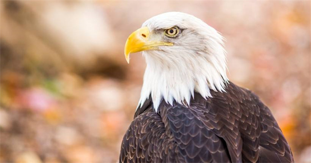 美国的国宝是什么动物 美国国宝动物图片-大连号