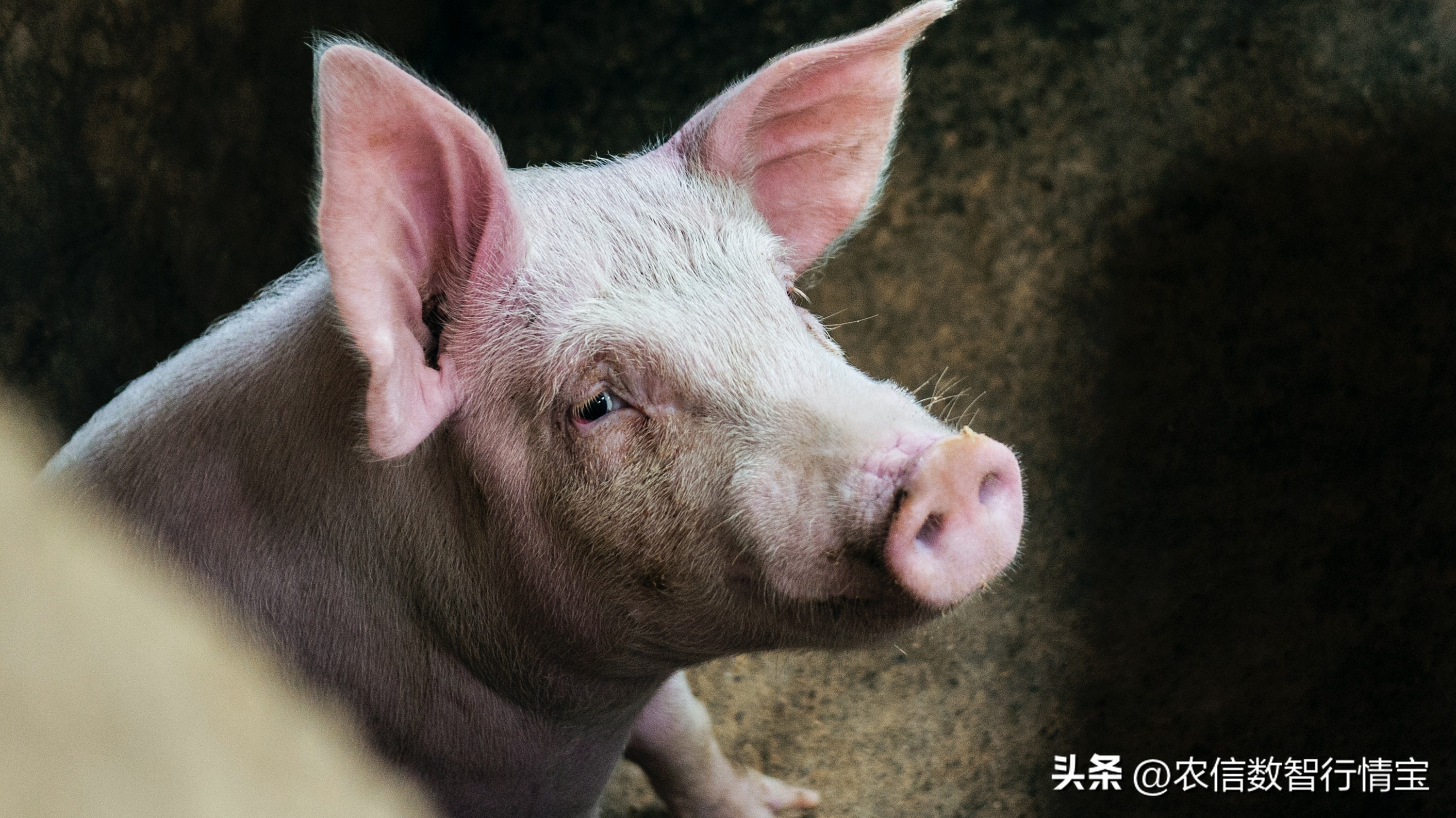 新鲜猪肉多少钱一斤今日猪价「猪肉多少钱一个」