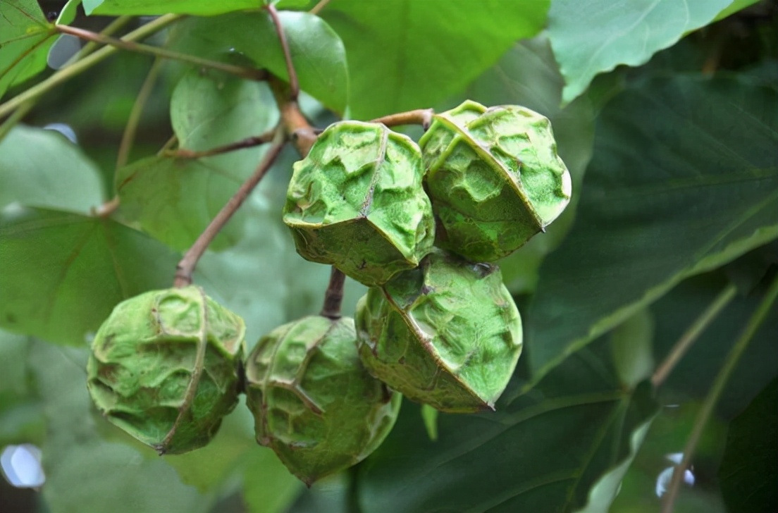 油桐果能吃吗(桐油果吃一点有毒吗) - 风集网