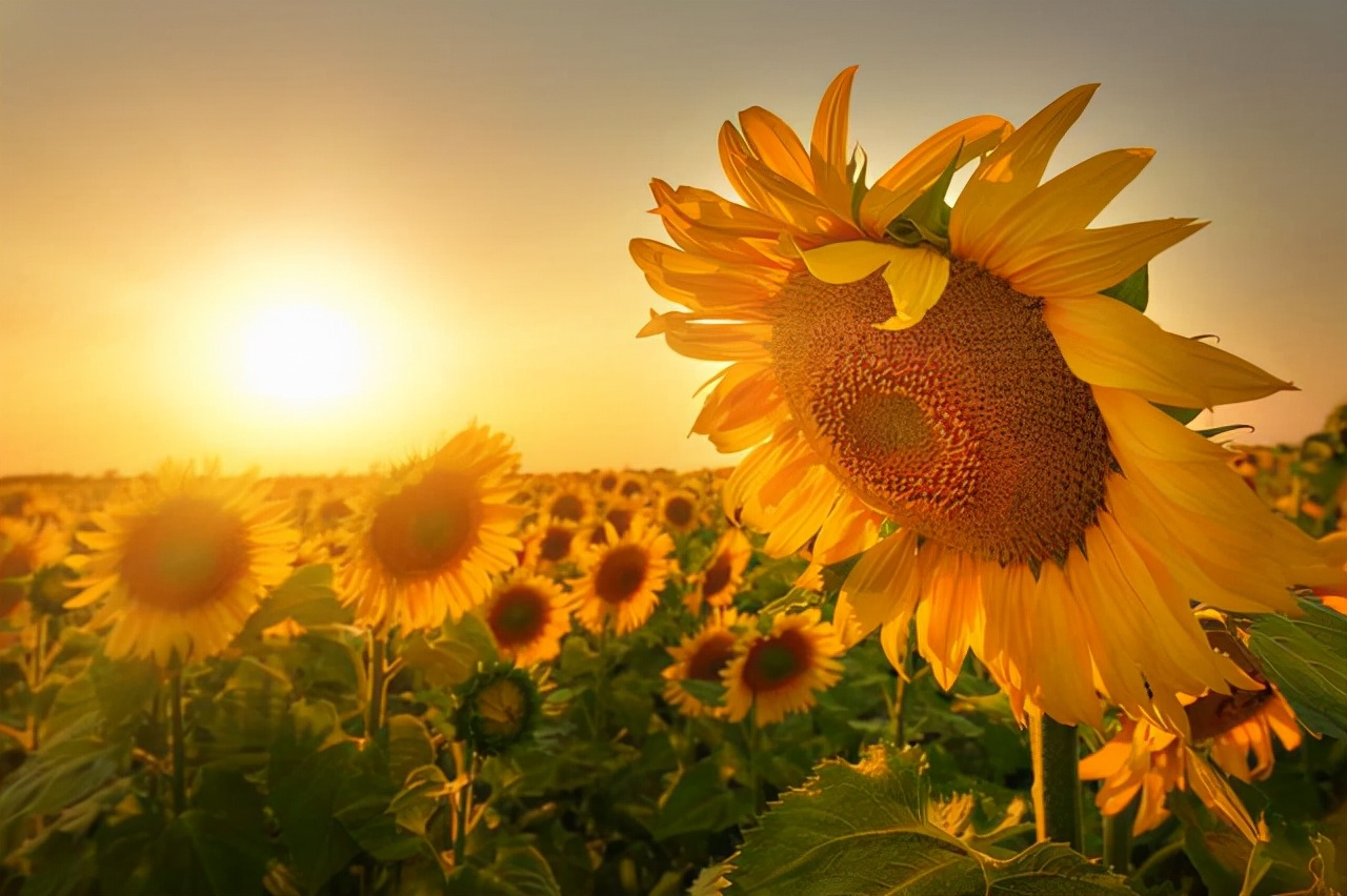 撩中年女人的最好方法：在微信上发三句话