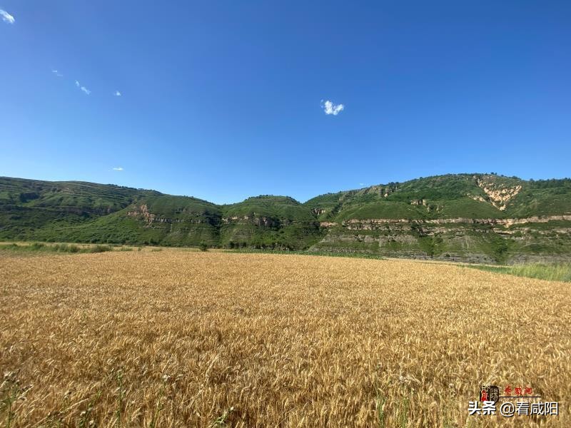 彬州市：26.8萬畝小麥開始收獲 300臺(tái)收割機(jī)嚴(yán)陣以待