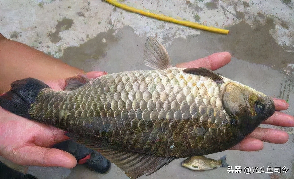 收費水庫青魚,草魚都能釣,為何不能釣鰱鱅?難道是老闆玩不起?