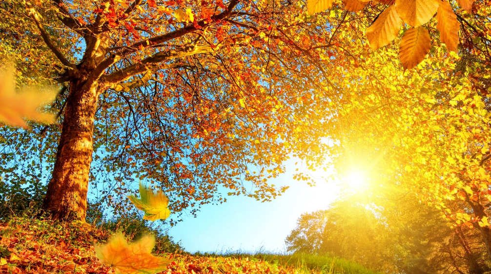 侯庆红 | 赏花庭院意难休 几时消尽万千愁（原创诗词十三首）