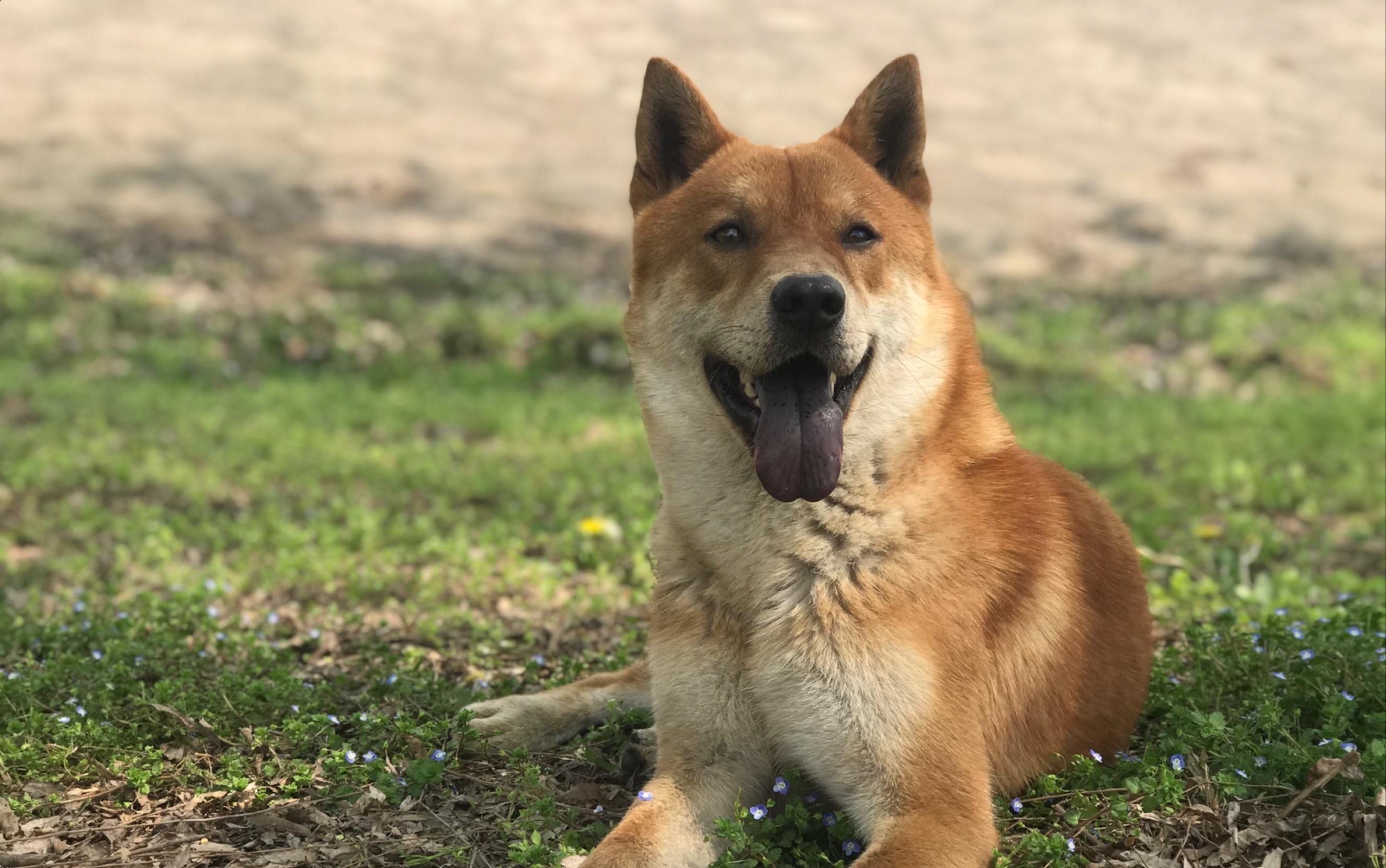 护卫犬中华田园犬