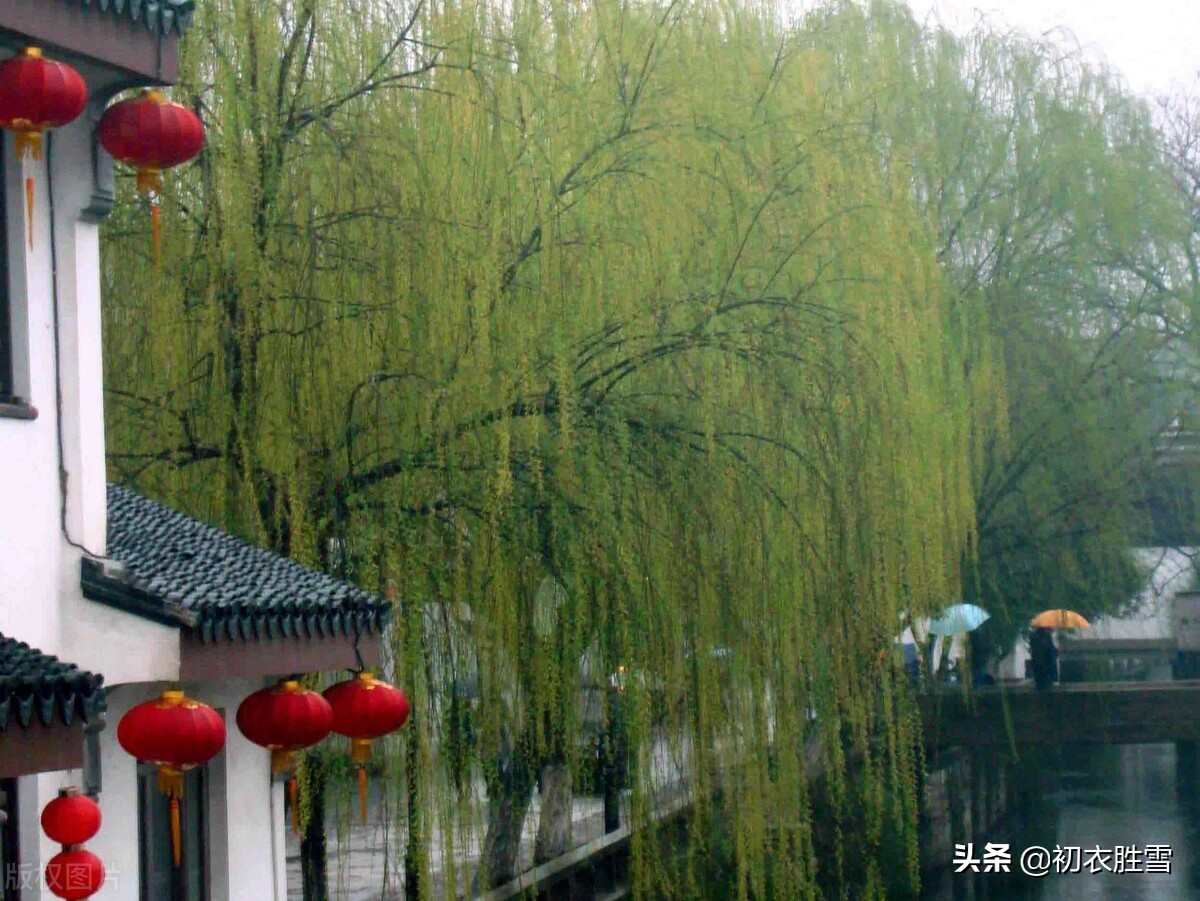 早春春雨美诗五首：隔帘春雨细，莺声细雨中