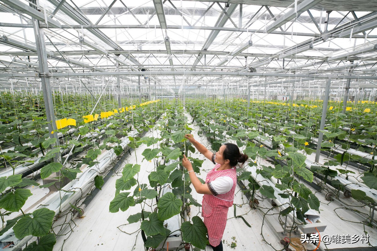 现代农业产业园，如何跑出2.0版？走好关键五步