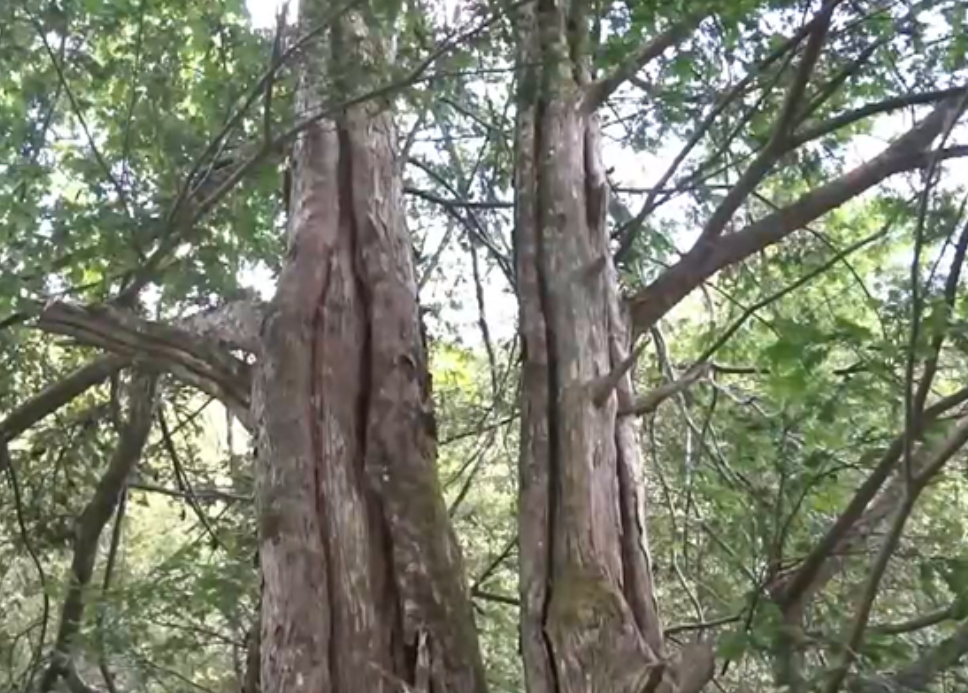 红豆杉科(江西现“抗癌神树”？3000多株野生南方红豆杉，最大树龄超1200年)