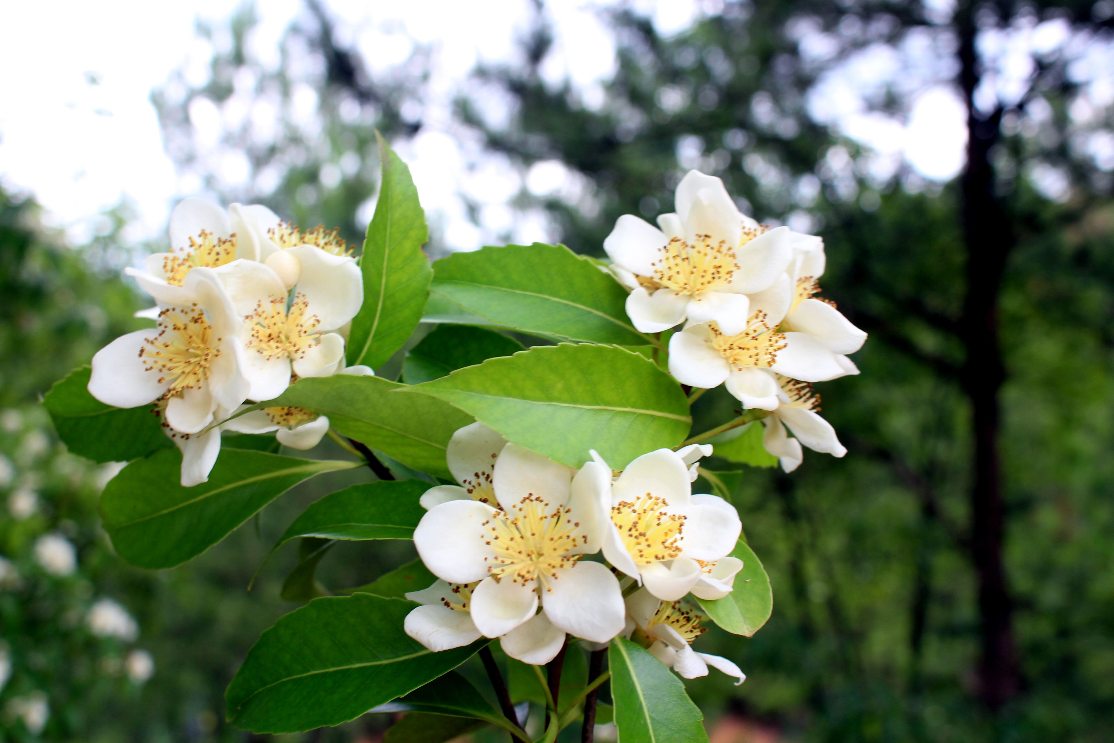 盘点南方农村常见的树木