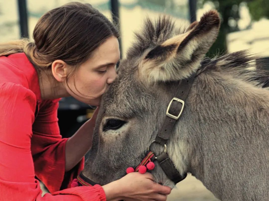 关于"驴"出没的电影,你看过几部!深度讲解那些倔强的"驴"片