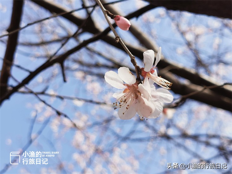 一座建在古墓上的城市，三月美成了桃花源！花开正好没门票，去浪