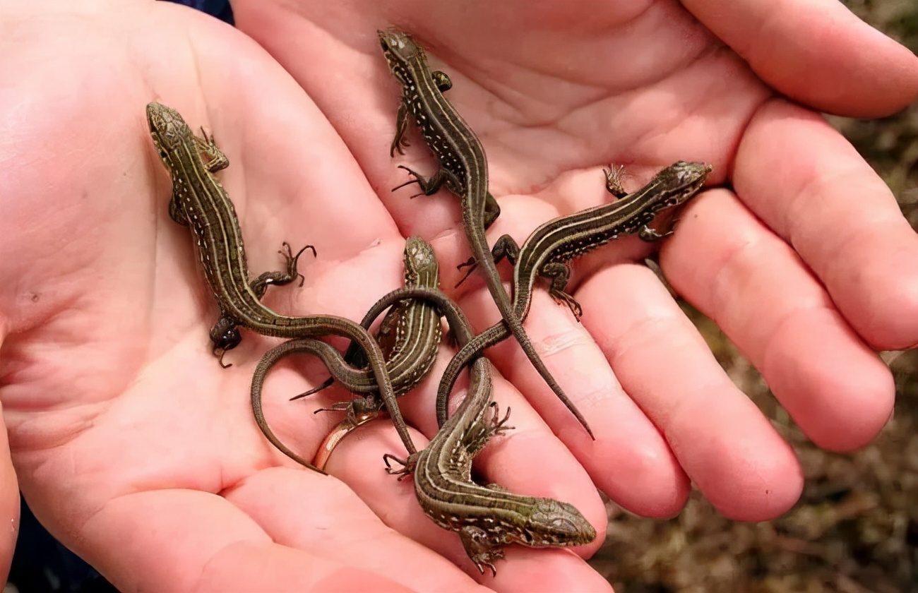 人畜无害的壁虎,为何能位居"五毒"之一?它到底有什么"毒"?