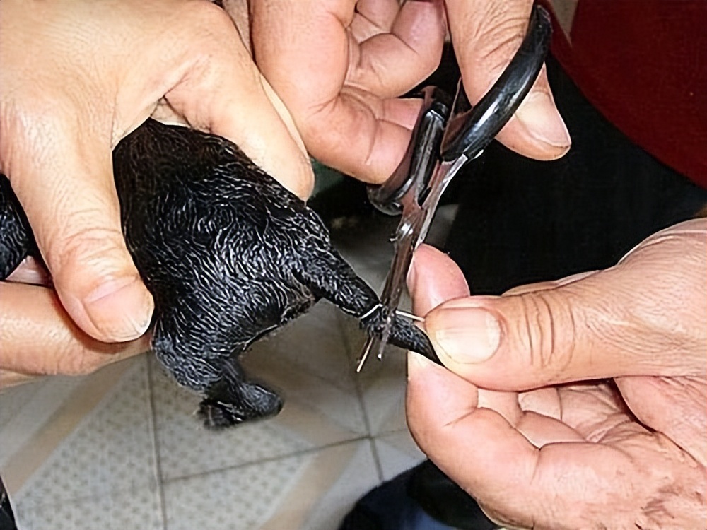 小狗几天断尾最好(盘点那些狗断尾的原因)