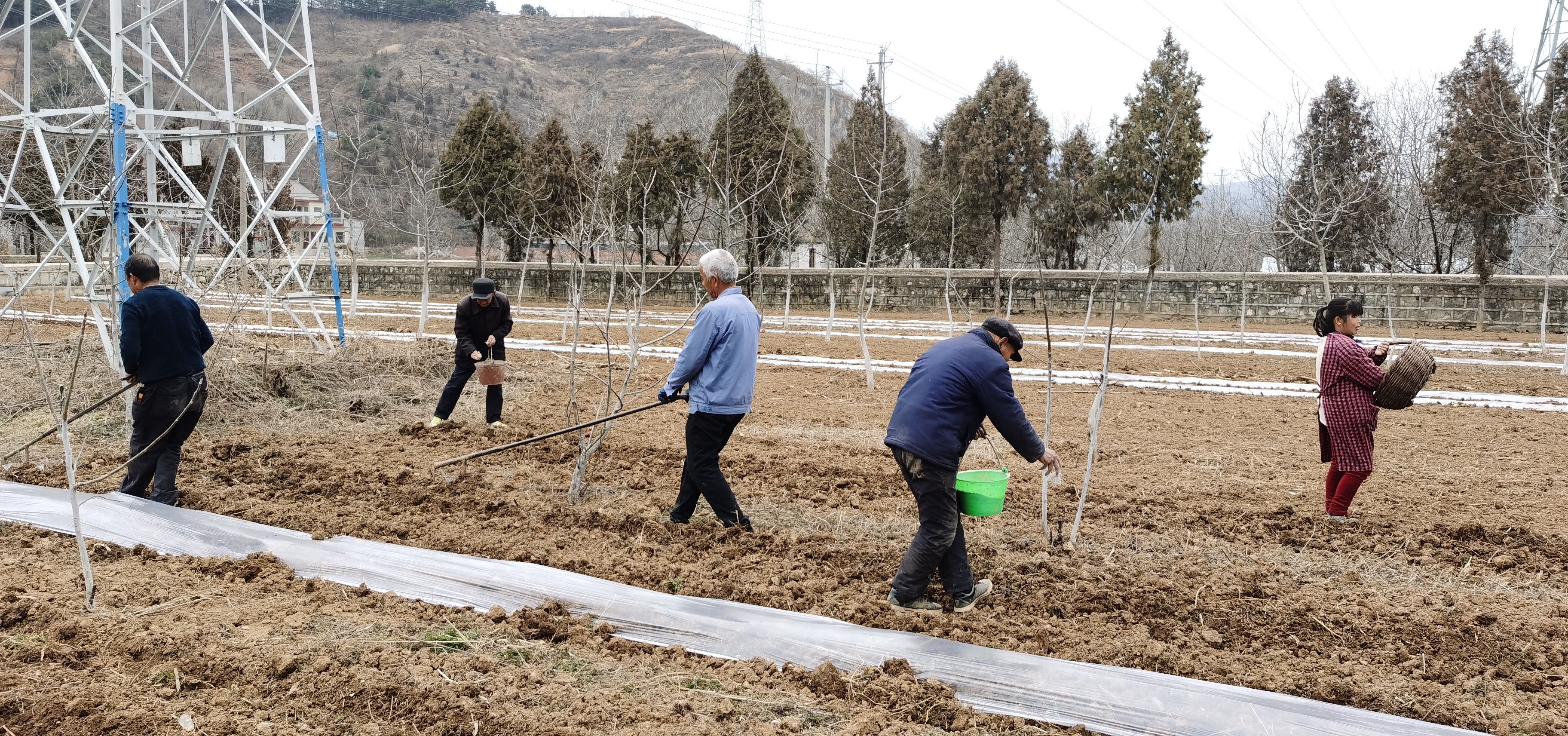 洛南县保安镇掀起以洋芋播种为引领的春耕生产热潮