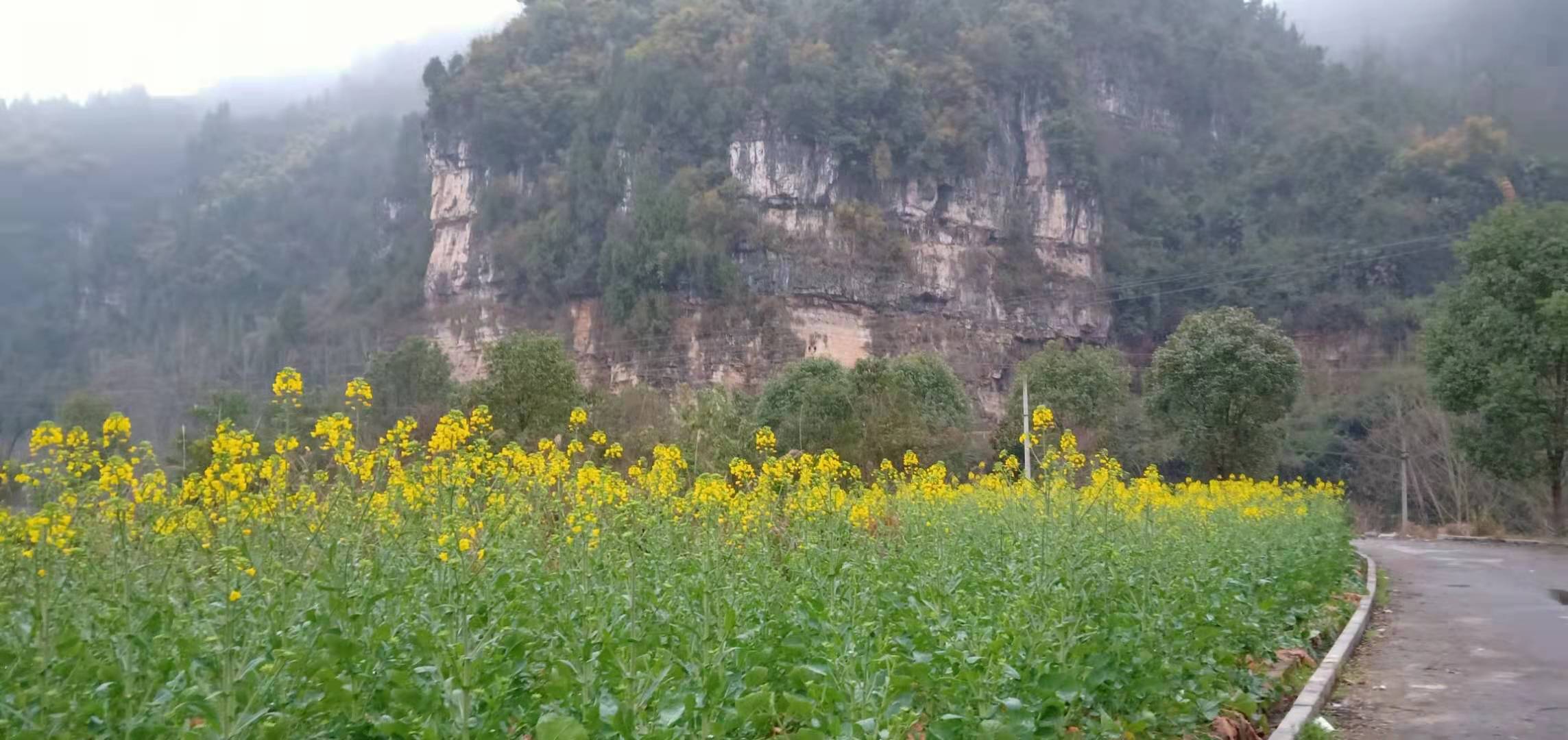 七绝 春雾清晨