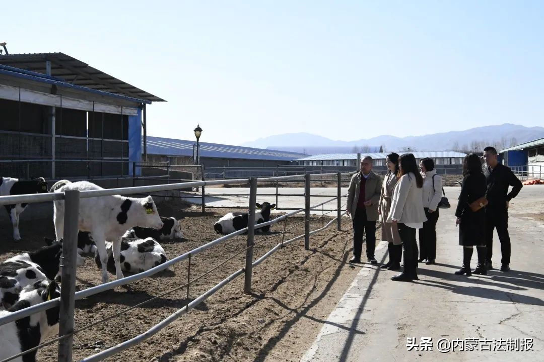 优化法治化营商环境 助力民族奶业振兴——乌兰察布市凉城县检察院检察长孙芳一行调研走访海高牧场