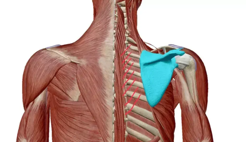 可能很多人并不知道,人体肩胛骨后面的肩胛区,是机体肌肉,肌腱袖行走