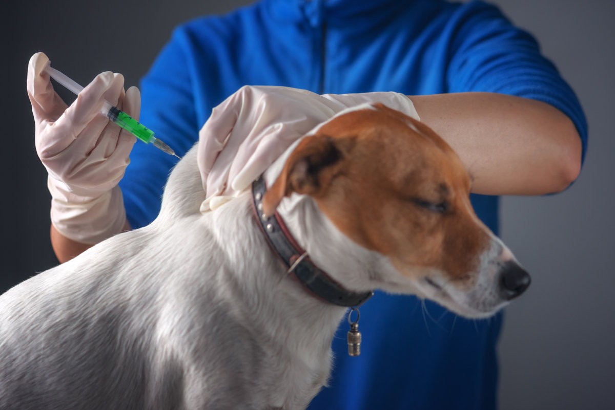 中国狂犬病防治真的走错路了？疫苗到底该给人打，还是给狗打？