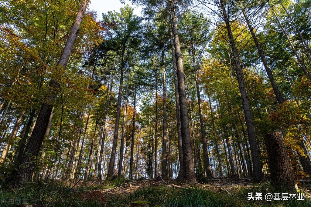 什么叫“霸王木”？“霸王木”为什么在森林经营中需要砍除