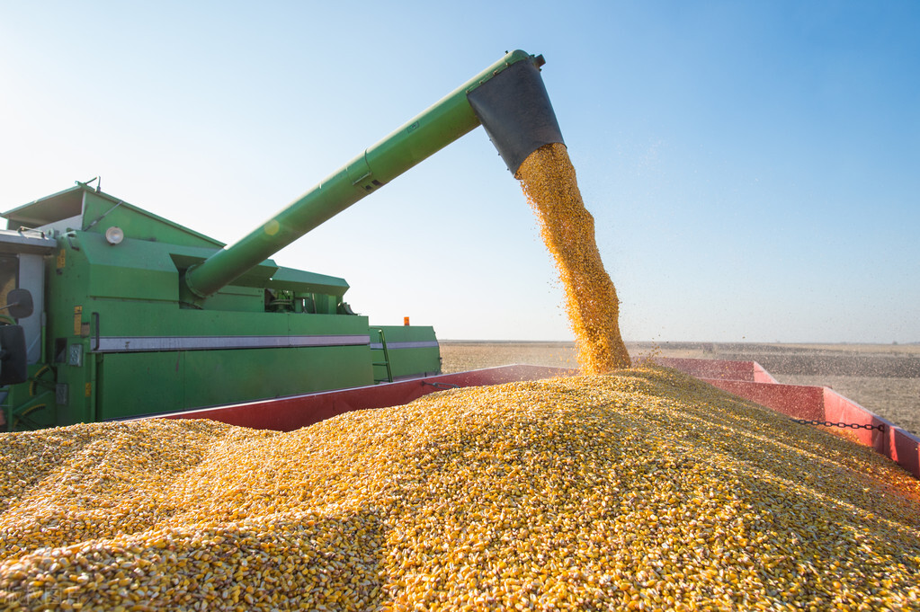 今日北安玉米价格「今日玉米价格最新行情」