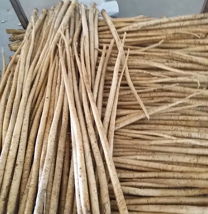 其实牛蒡植株不高,可是它地下的根块却非常的细长,长得很像是山药,也