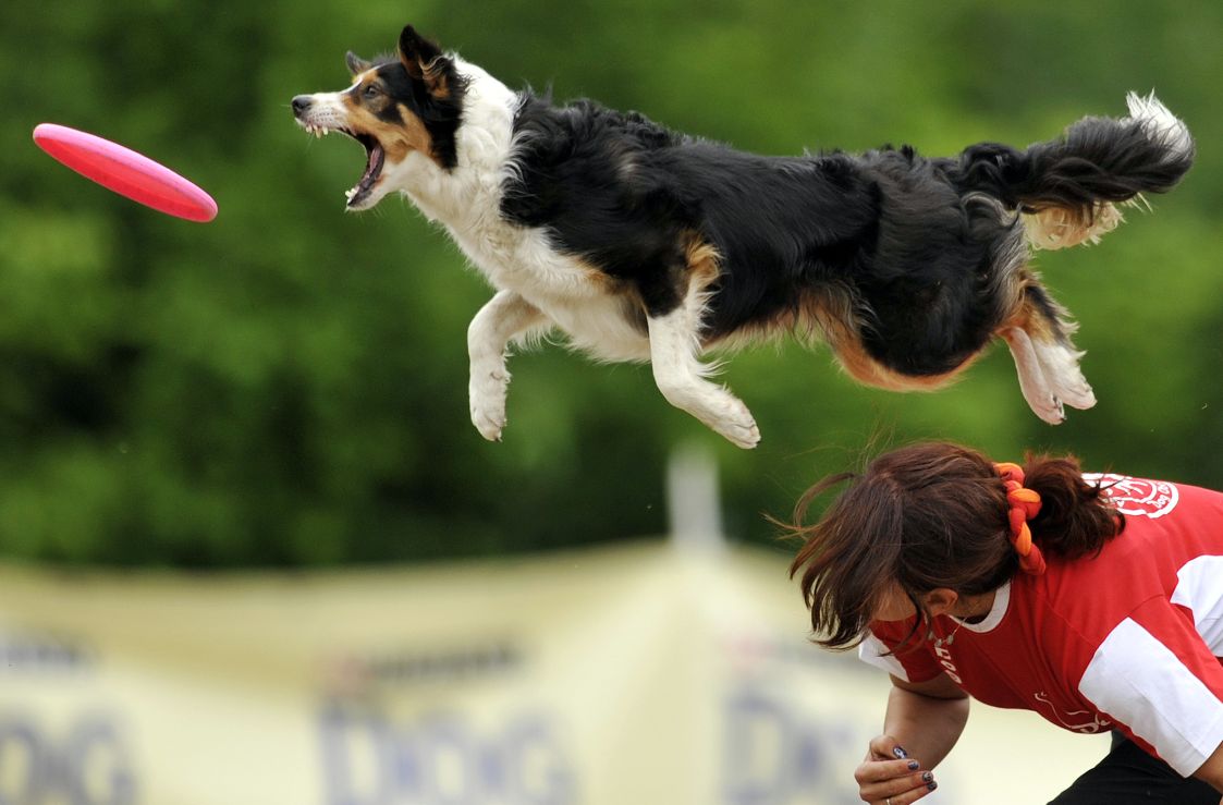 牧羊犬的训练方法（教你五点成为训狗大师）