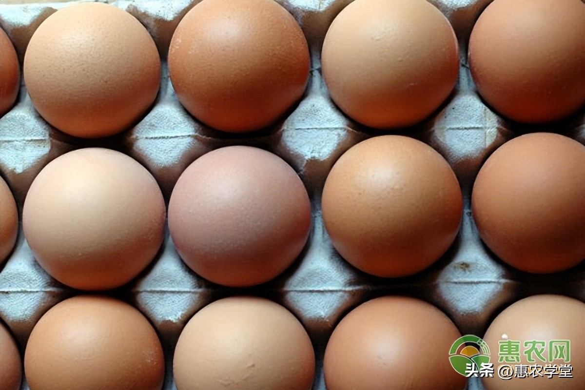 鸡蛋的最新价格（中国禽病网鸡蛋价格）-第2张图片-昕阳网