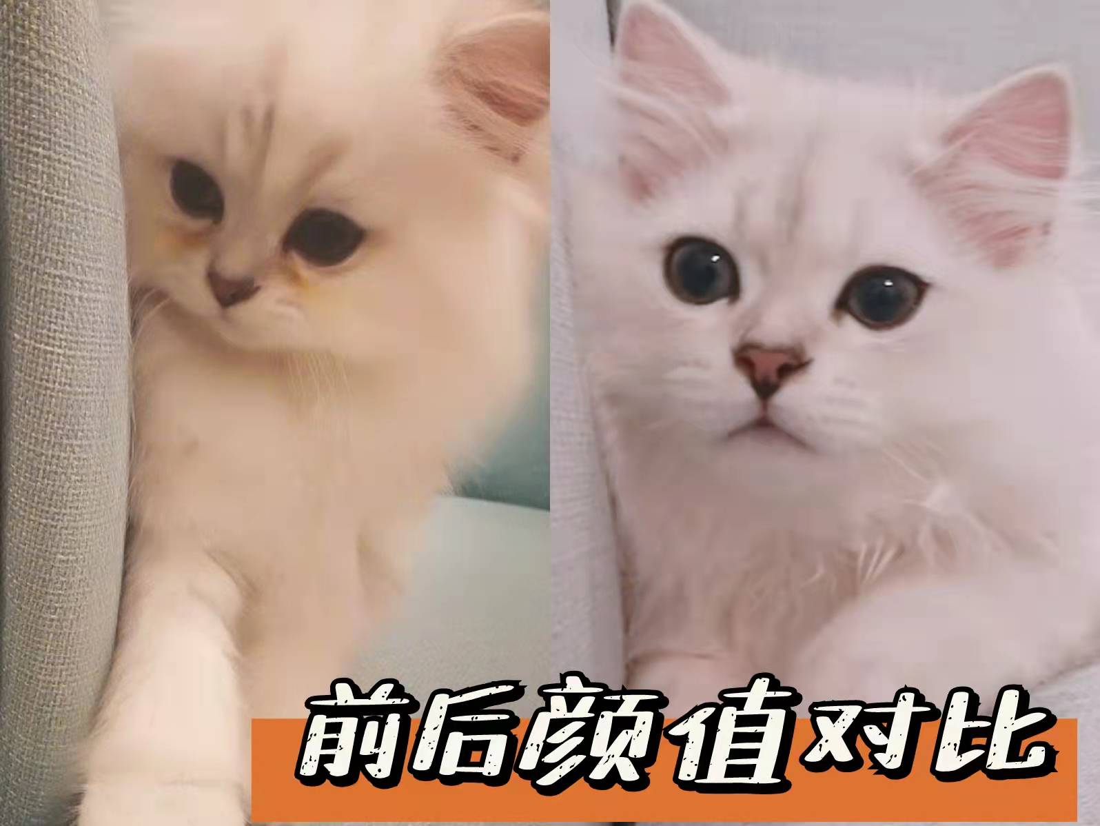 小猫经常流泪？菲尔顿：跟伤不伤心无关