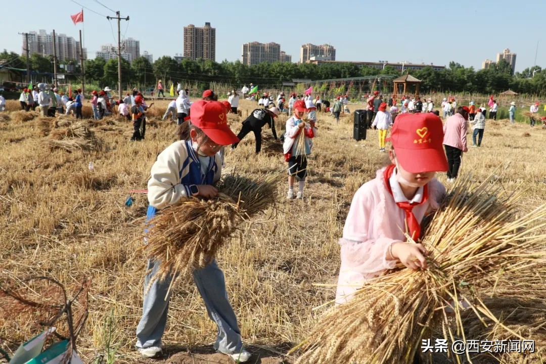 宝鸡市陈仓区西堡小学“收麦”实践活动令(图9)